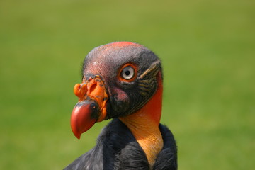 king vulture