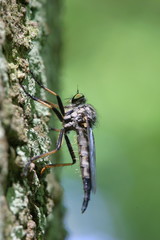 predatorfly