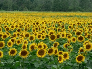 sunflower field 1