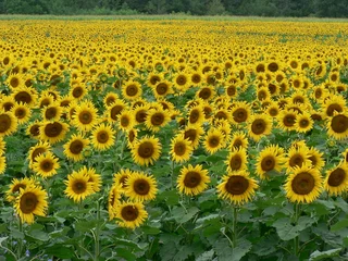 Cercles muraux Tournesol sunflower field 2