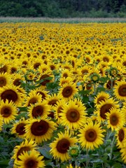 sunflower field 4