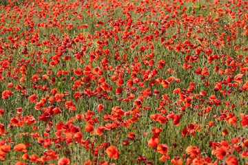 coquelicots