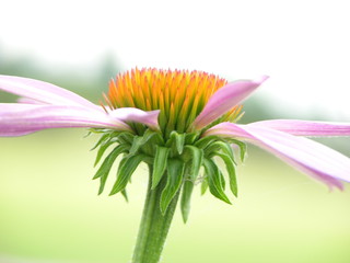 fleur aérienne