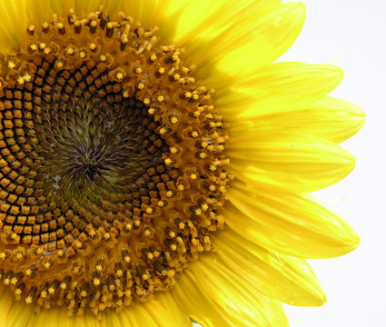 sun flower macro