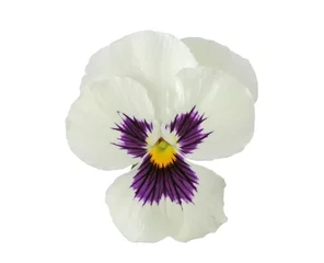 Foto op Plexiglas Viooltjes ontwerpelementen: wit viooltje