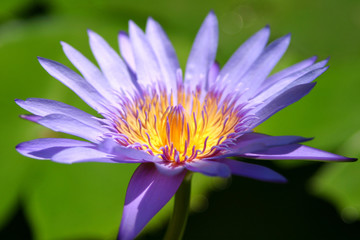 Fototapeta premium lotus