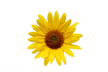 sunflower over white