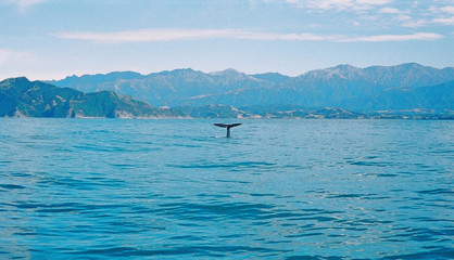 Naklejka premium tail of a whale