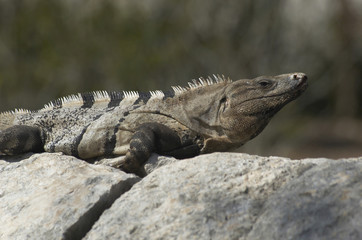 iguana