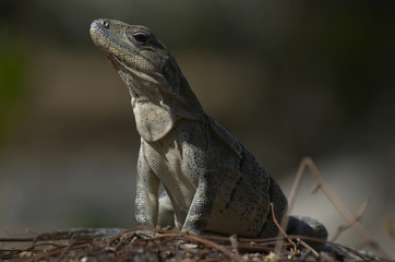 lizard 1