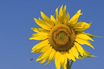 sunflower and bee