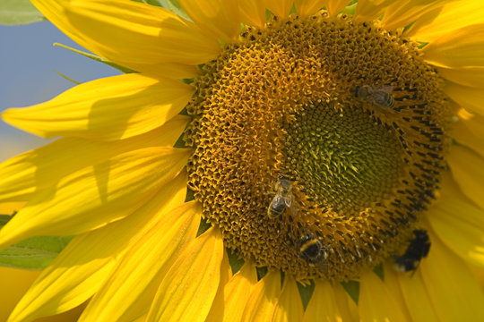 sunflower close-up