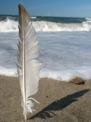 waves approaching the feather