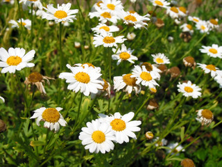daisies everywhere!