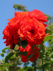bright red roses