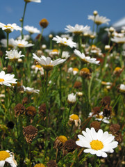 field of daisies