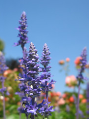 violet flowers