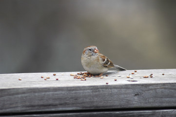 bird at the feeder