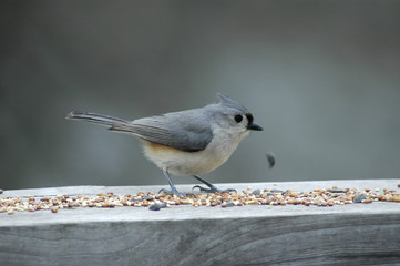 bird at the feeder