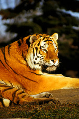 evening tiger