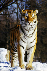 Fototapeta premium handsome tiger