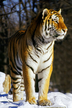 siberian tiger