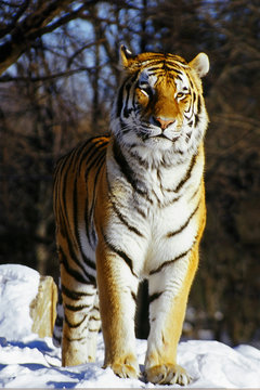 handsome tiger