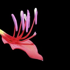 flower closeup © Digishooter