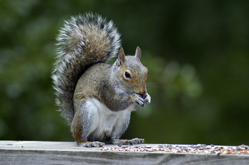 squirrel feeding