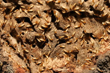 termite