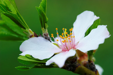 flor de almendro ( prunus amygdalus )