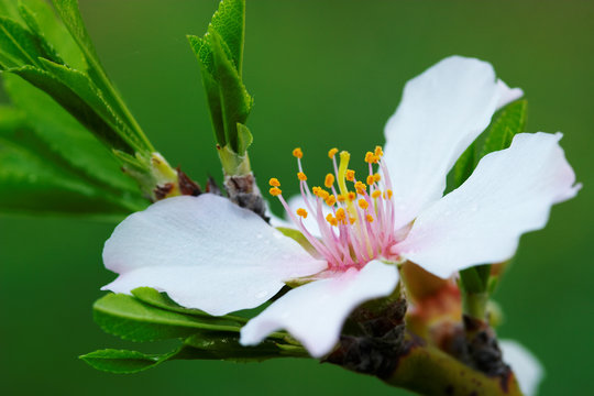 Flor De Almendro ( Prunus Amygdalus )