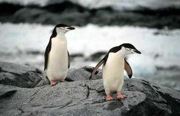 Keuken foto achterwand Pinguïn chinstrap penguins