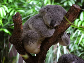 Foto op Plexiglas Koala slapende koala