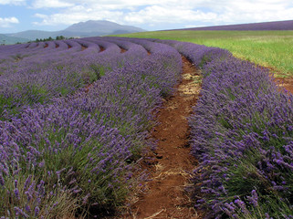 Fototapeta na wymiar lavendar farm