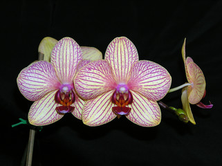 orchids