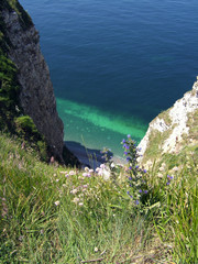 fleur accroch&eacute; &agrave; une valleuse normande