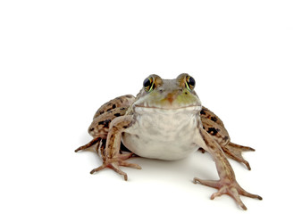 wood frog 2