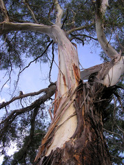 eucalyptus tree