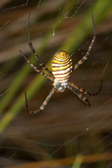 araña (argiope bruennichi)