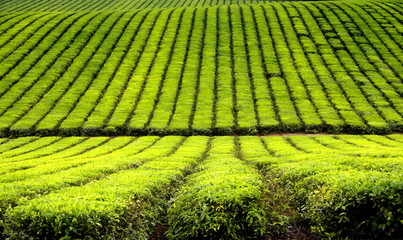 tea plantation