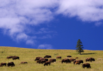 buffalo, national bison range