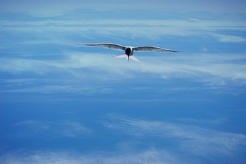bird