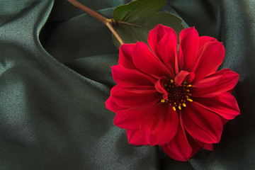 red flower on satin