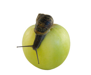 snail and apple