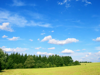 summer wheat field and forest.
