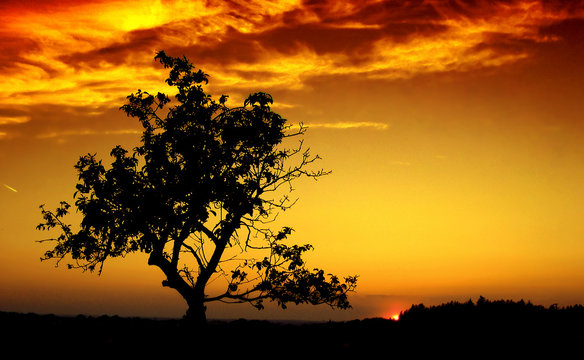 lonely tree in sunset