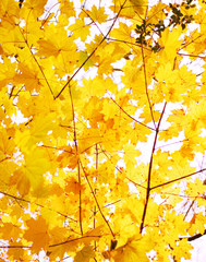 golden fall leaves