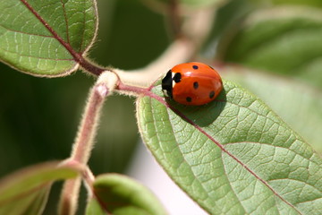 coccinelle