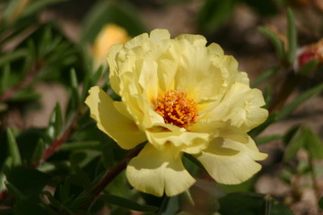 fleur jaune de pourpier